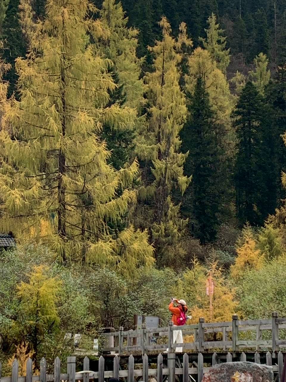 CHENGDU สี่ดรุณี ปี้เผิงโกว ซวงเฉียวโกว ต๋ากู่ปิงชวน 5วัน 4คืน 
วันที่ : 20 ต.ค. - 24 ต.ค. 68