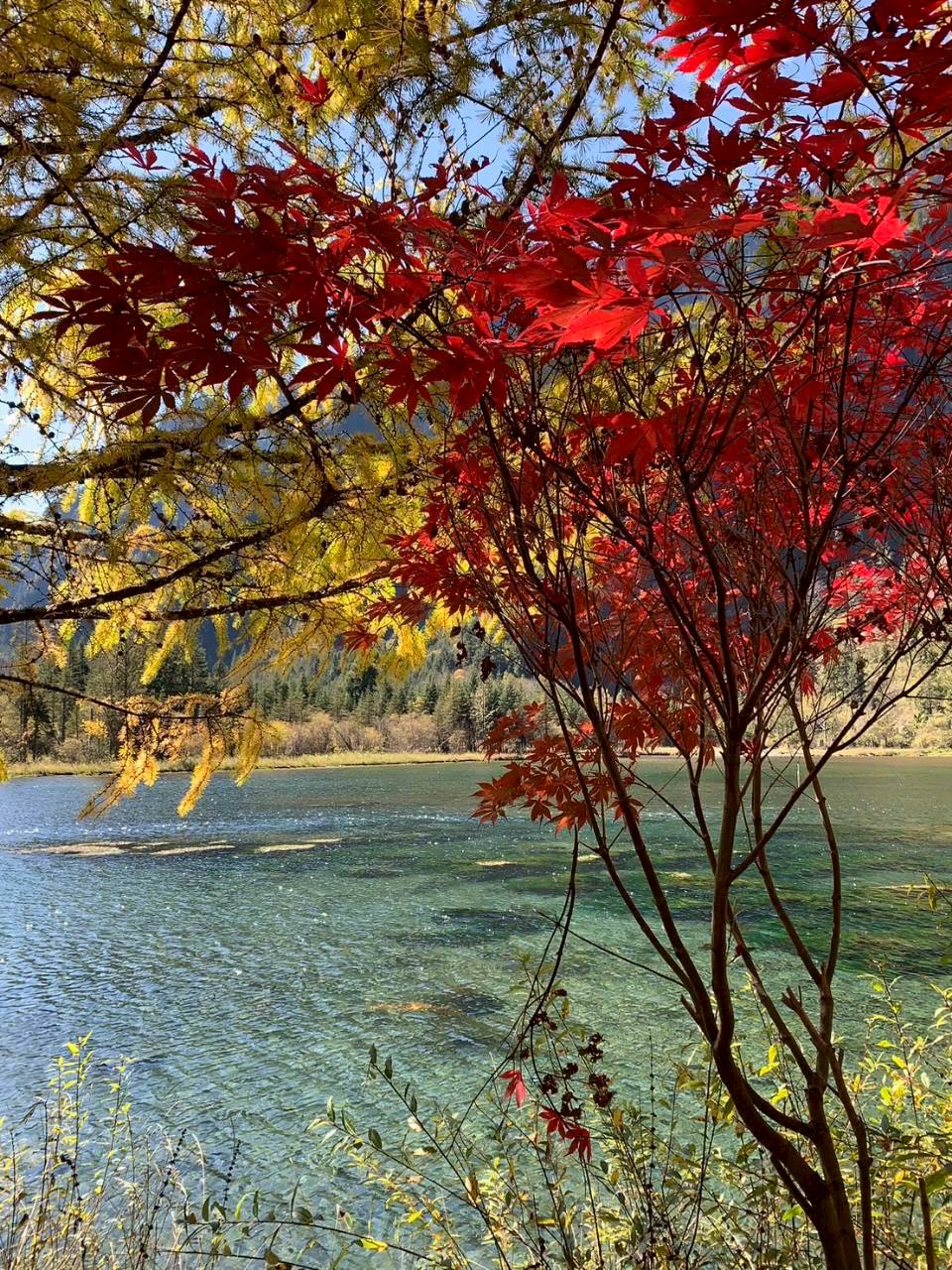 CHENGDU สี่ดรุณี ปี้เผิงโกว ซวงเฉียวโกว ต๋ากู่ปิงชวน 5วัน 4คืน 
วันที่ : 20 ต.ค. - 24 ต.ค. 68